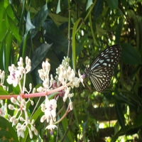 حديقة الفراشات في كوالالمبور